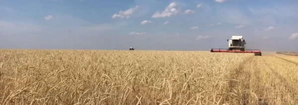 Изучите_рынок_кормовой_пшеничной_муки_в_Казахстане 4