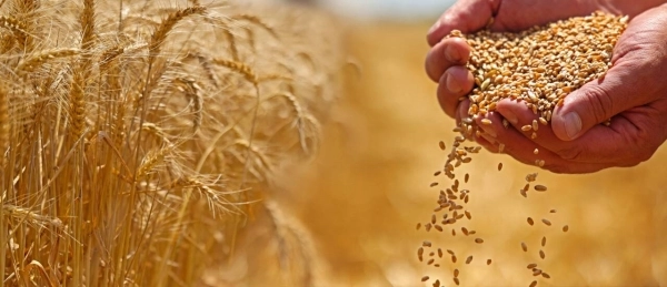 анализ_казахстанского_рынка_фуражной_пшеничной_муки 3